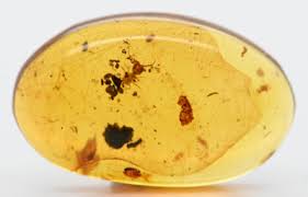 Attēlu rezultāti vaicājumam “Myrmeleontidae imago”