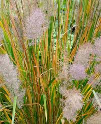 Attēlu rezultāti vaicājumam “Molinia caerulea flower”