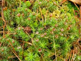 Attēlu rezultāti vaicājumam “Polytrichum strictum”