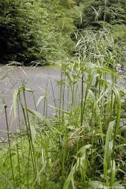 Attēlu rezultāti vaicājumam “Festuca gigantea”