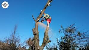 Image result for dipperfox tehron