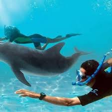 Image result for Durley Dolphin Diver