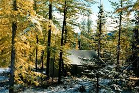 Attēlu rezultāti vaicājumam “Larix sibirica”