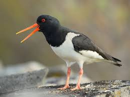 Attēlu rezultāti vaicājumam “Haematopus ostralegus adult”