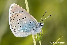 Attēlu rezultāti vaicājumam “Phengaris arion underside”