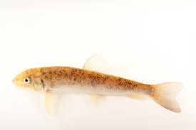 Image result for Catostomus commersonii