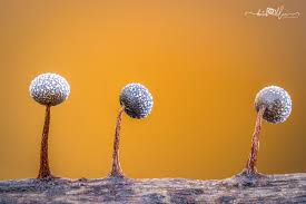 Attēlu rezultāti vaicājumam “Lamproderma violaceum macro”