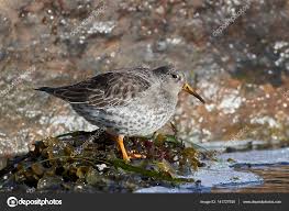 Attēlu rezultāti vaicājumam “Calidris maritima”