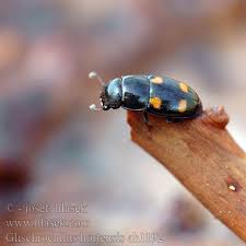 Attēlu rezultāti vaicājumam “Glischrochilus hortensis”