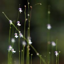 Attēlu rezultāti vaicājumam “Utricularia minor bud”