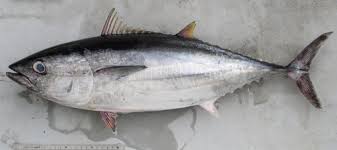 Image result for Thunnus atlanticus