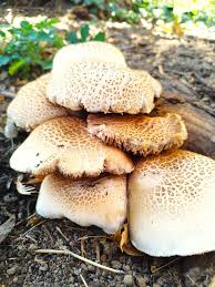 Attēlu rezultāti vaicājumam “Lentinus lepideus”