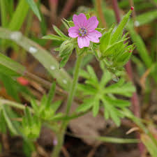 Attēlu rezultāti vaicājumam “Geranium dissectum flower”