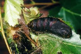 Attēlu rezultāti vaicājumam “Lymantria monacha pupa”