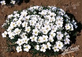 Attēlu rezultāti vaicājumam “Arenaria procera flower”