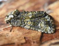 Attēlu rezultāti vaicājumam “Craniophora ligustri”