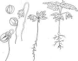 Attēlu rezultāti vaicājumam “Tilia platyphyllos subsp. cordifolia”