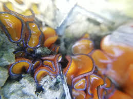 Attēlu rezultāti vaicājumam “Melastiza chateri”