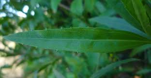 Attēlu rezultāti vaicājumam “Achillea salicifolia leaf”