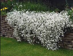 Image result for cerastium tomentosum