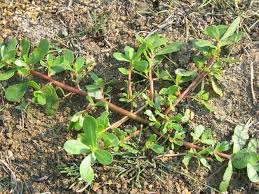 Attēlu rezultāti vaicājumam “Portulaca oleracea leaf”