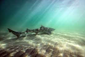 Image result for Triakis megalopterus