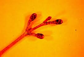 Attēlu rezultāti vaicājumam “Acer platanoides bud”