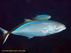 Image result for Caranx ruber