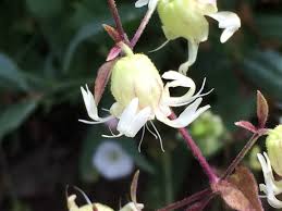 Attēlu rezultāti vaicājumam “Silene baccifera flower”