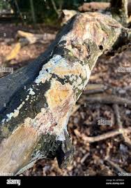 Attēlu rezultāti vaicājumam “Coniophora puteana”