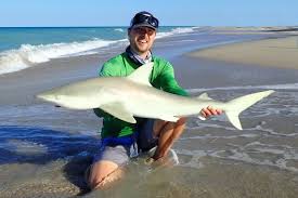 Image result for Carcharhinus acronotus