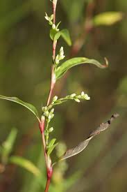 Attēlu rezultāti vaicājumam “Persicaria hydropiper”