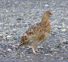 Attēlu rezultāti vaicājumam “Lagopus lagopus female”