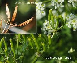 Image result for Chaerophyllum aureum