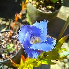 Attēlu rezultāti vaicājumam “Viola uliginosa bud”