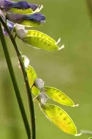 Attēlu rezultāti vaicājumam “Vicia cracca bud”