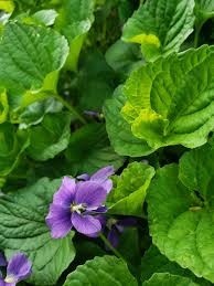 Attēlu rezultāti vaicājumam “Viola odorata leaf”