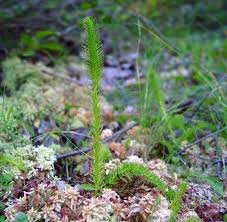 Attēlu rezultāti vaicājumam “Lycogala cf. oleocrystalliferum sessile”