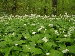 Image result for Allium ursinum