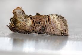 Attēlu rezultāti vaicājumam “Abrostola tripartita”