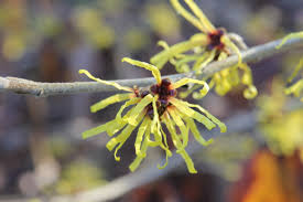 Attēlu rezultāti vaicājumam “Hamamelis japonica bud”