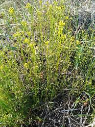 Attēlu rezultāti vaicājumam “Draba nemorosa”