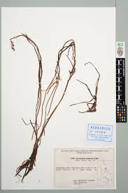 Attēlu rezultāti vaicājumam “Sparganium minimum”