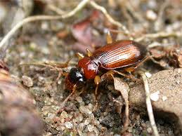 Attēlu rezultāti vaicājumam “Leistus terminatus”