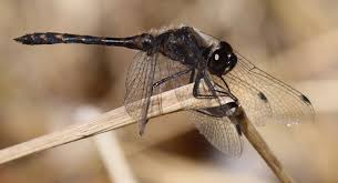 Attēlu rezultāti vaicājumam “Sympetrum”