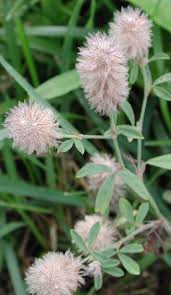 Attēlu rezultāti vaicājumam “Trifolium arvense flower”