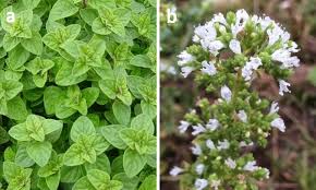 Attēlu rezultāti vaicājumam “Origanum vulgare leaf”