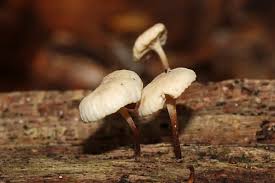 Attēlu rezultāti vaicājumam “Didymium xanthopus macro”