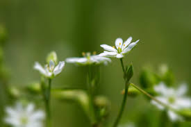 Attēlu rezultāti vaicājumam “Stellaria uliginosa”