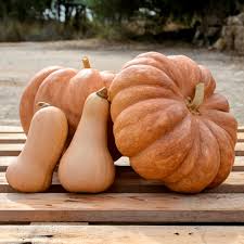 Attēlu rezultāti vaicājumam “Cucurbitaceae”